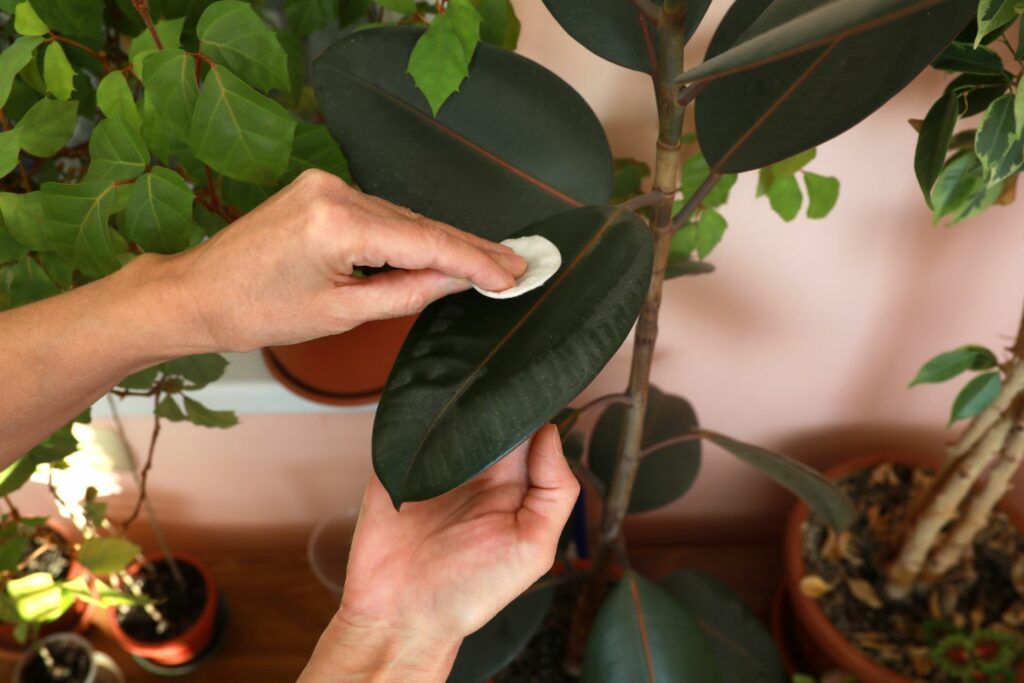 Rubber plant care: watering & pruning Plantura