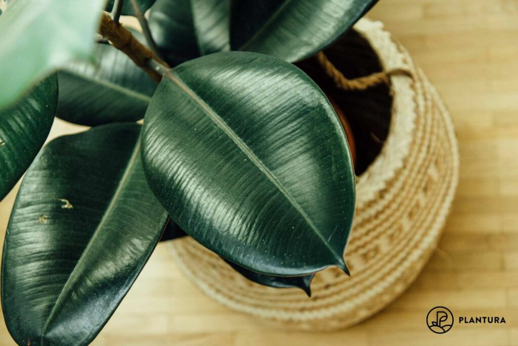 dark green indoor rubber plant