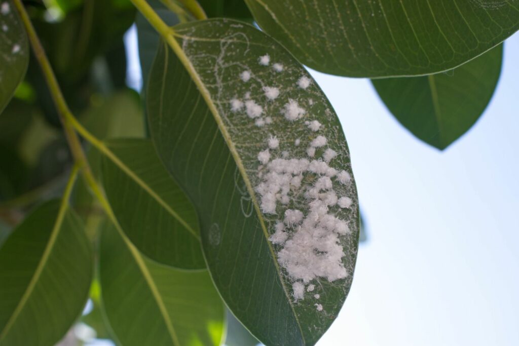 mealybugs infesting a rubber plant