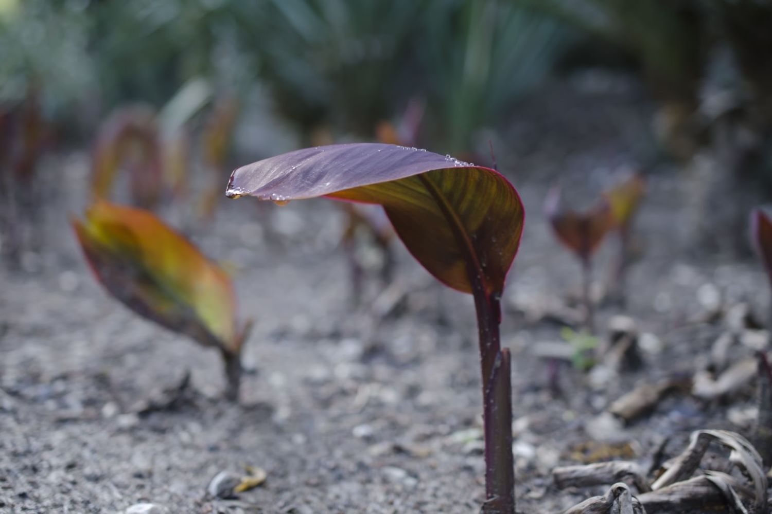 Propagating rubber plants expert tips Plantura