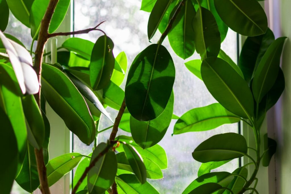 rubber tree in front of window