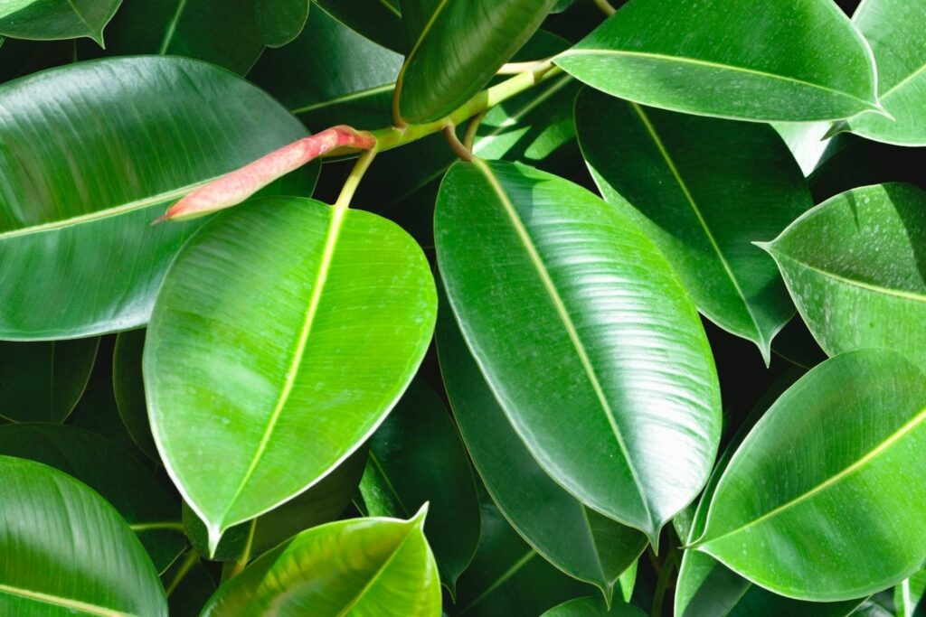 rubber tree leaves