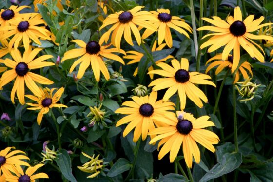 Rudbeckia: plant profile & caring for black-eyed Susan