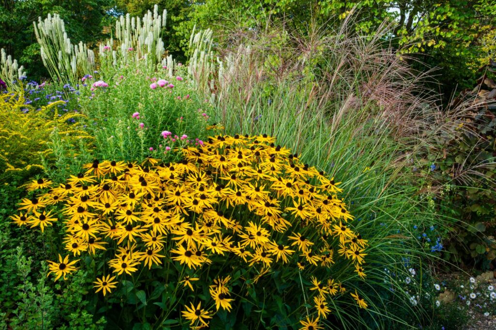 Image of Black-eyed Susans and Bergamot companion planting