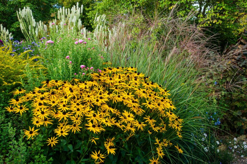 Black-eyed Susans in colourful bed