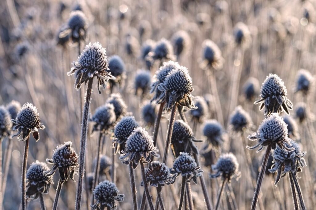 Rudbeckia heads covered in frost