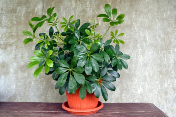 Umbrella plant care: pruning, watering & common problems