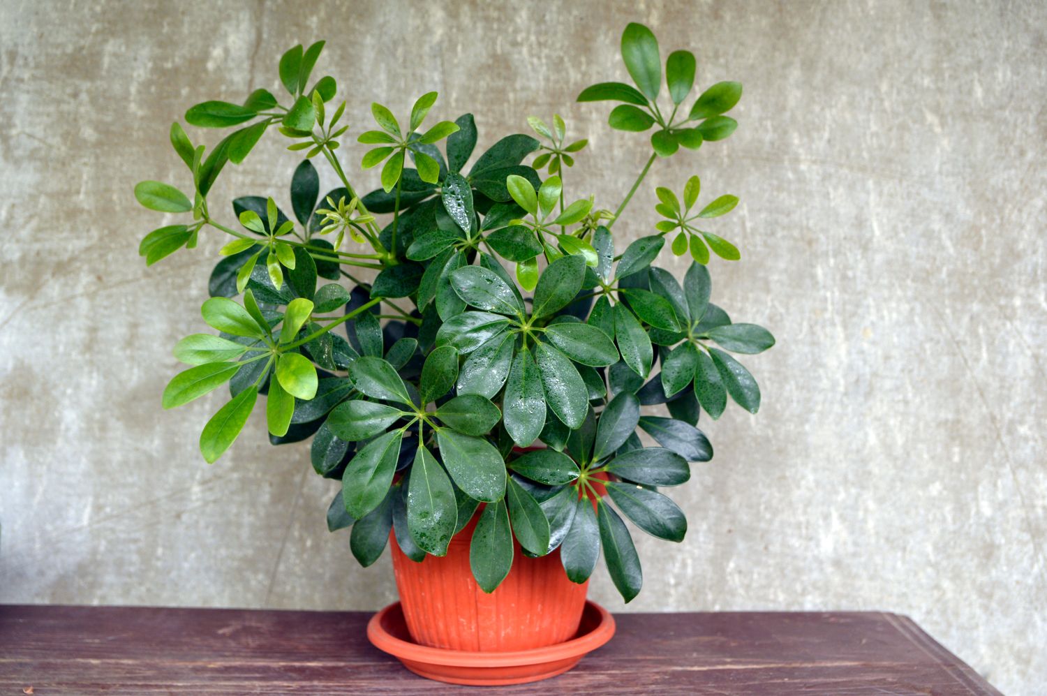 Umbrella plant care pruning, watering & more   Plantura