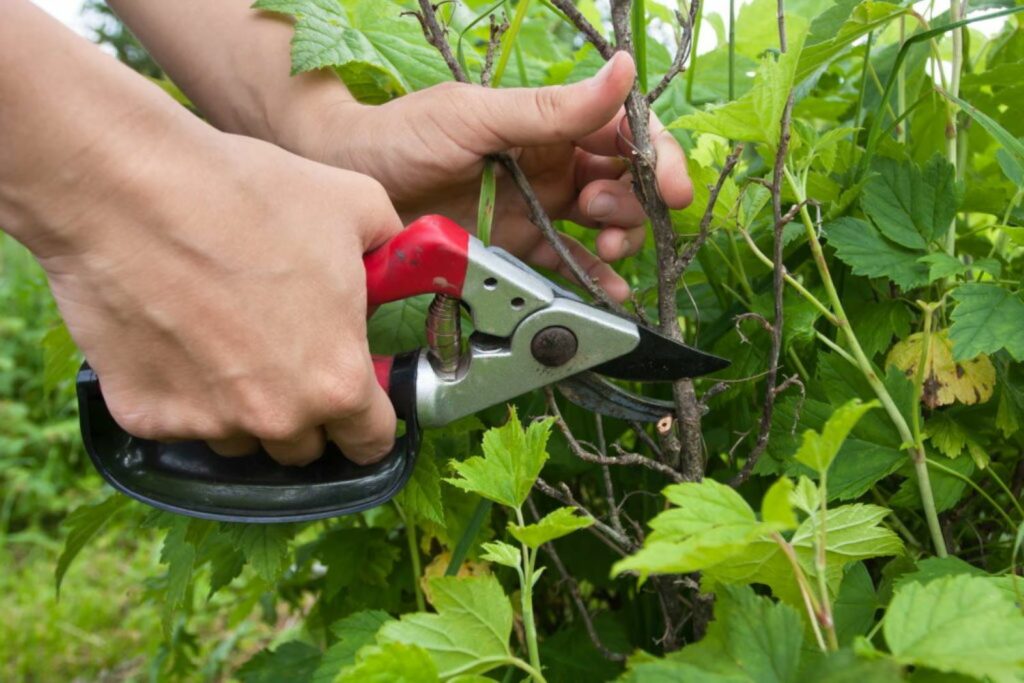Using secateurs to cut away old canes