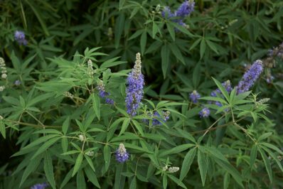 Vitex: planting, pruning & effects of chaste tree