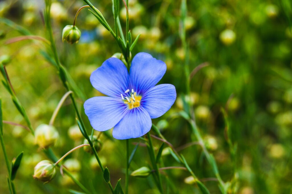Close-up on a single blue flax flower