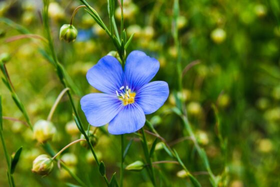 Harvesting Linseed and Flax – Linseed, Cold-pressed oil, Milled