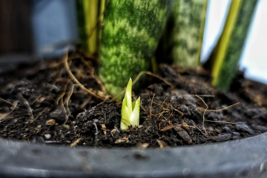 The seedling of a snake plant