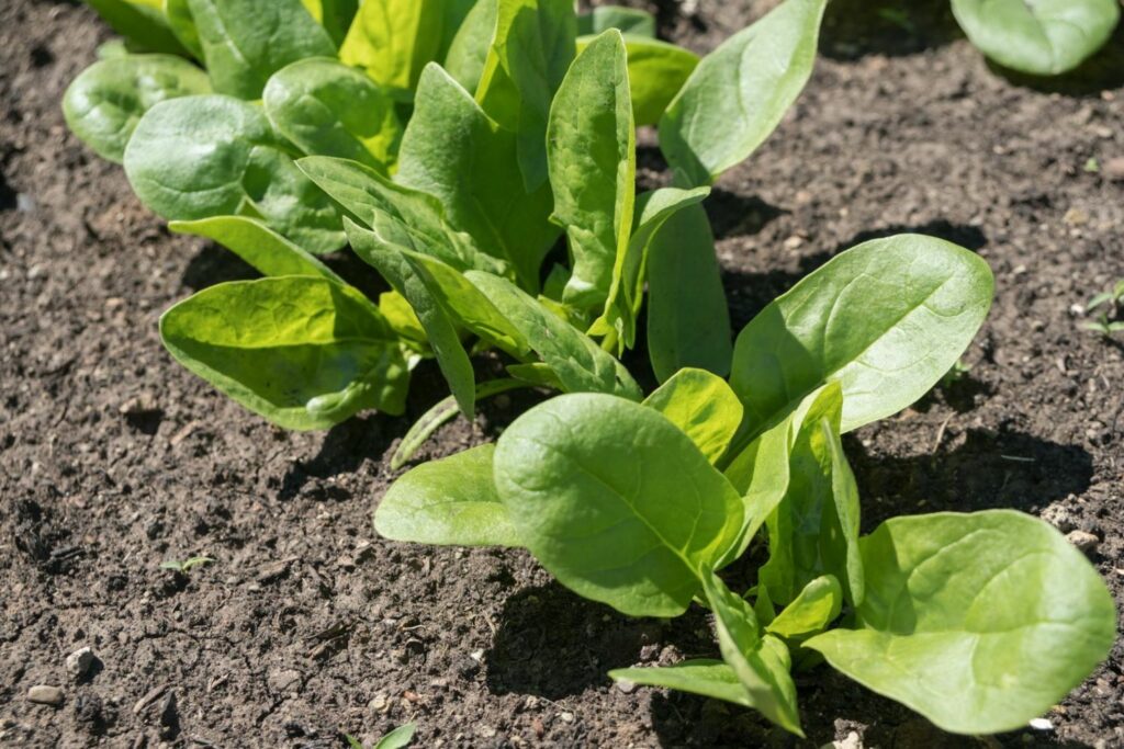 Green spinach in a bed