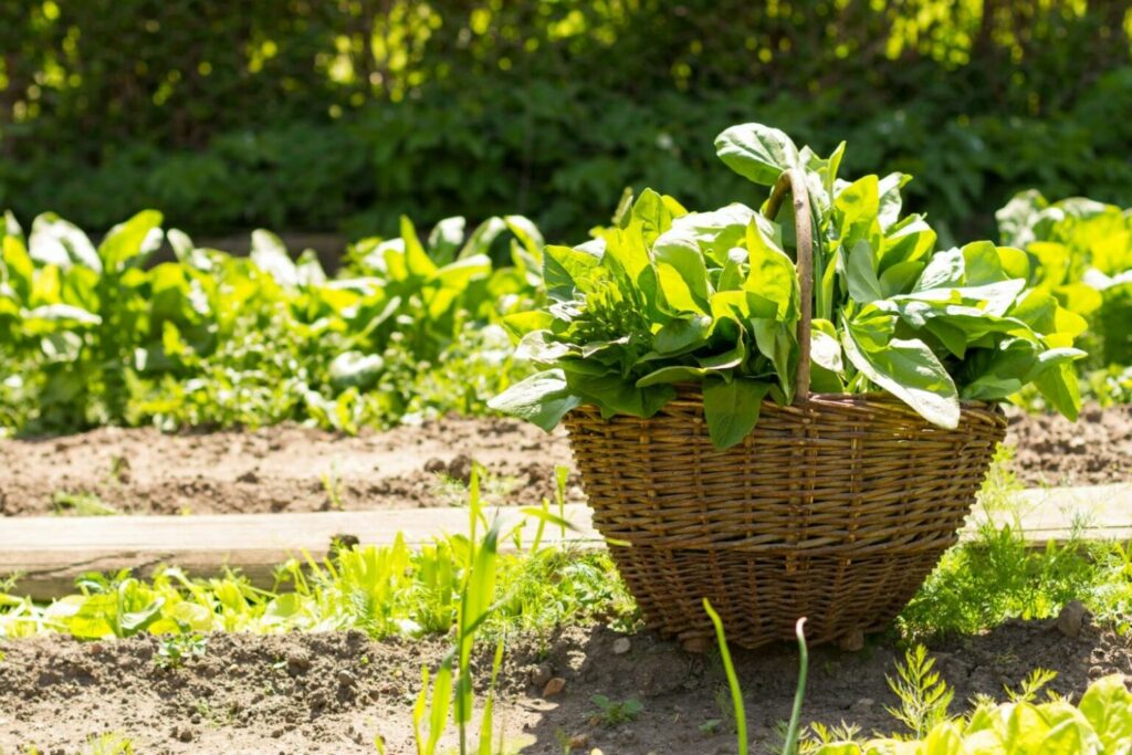 basket full of harvested spinach