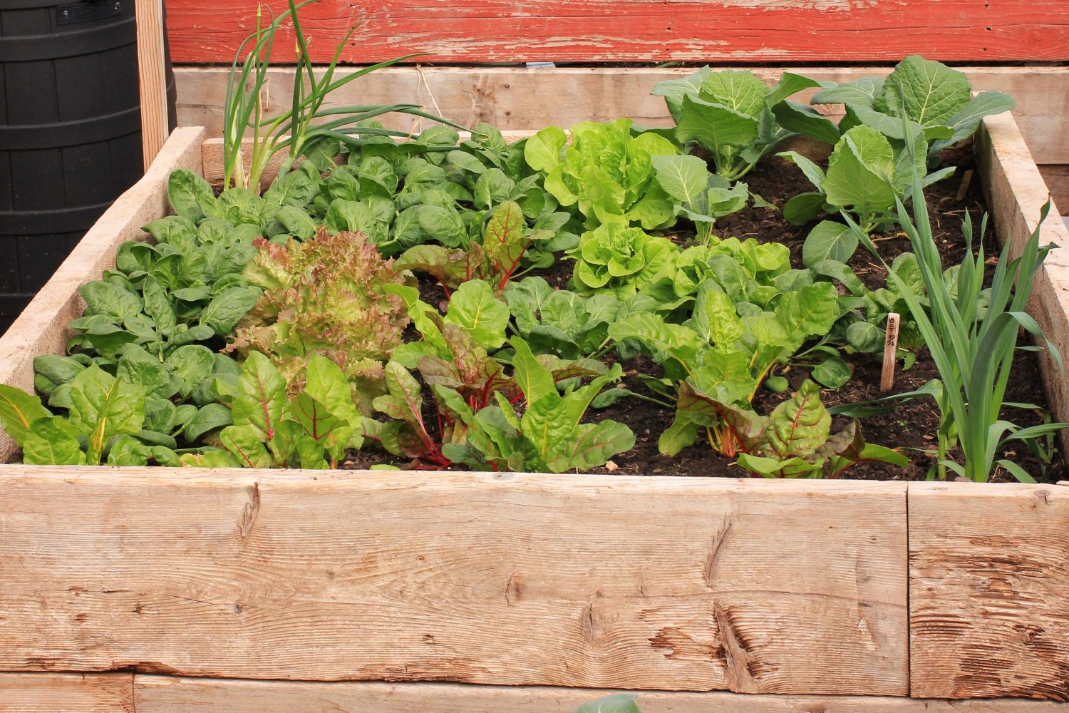 Growing spinach our best tips Plantura