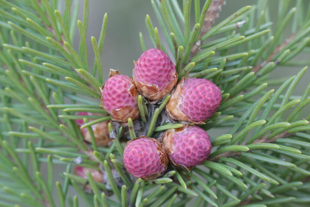 monoecious spruce tree with cones