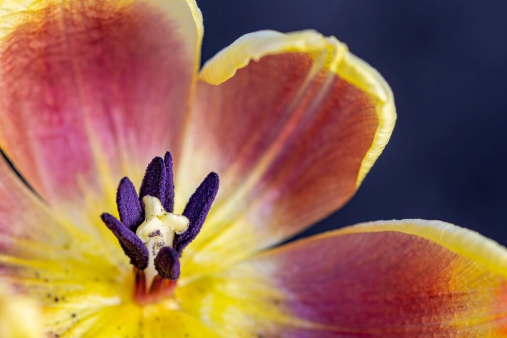 flower with stamens and pistils