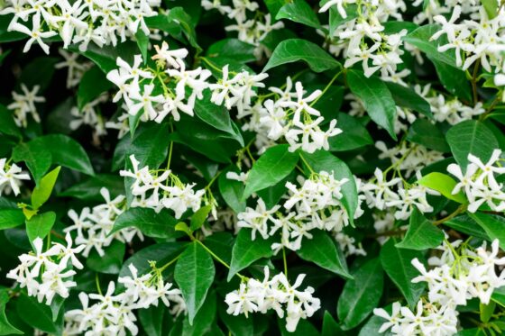 Star jasmine: planting, winter hardiness & care