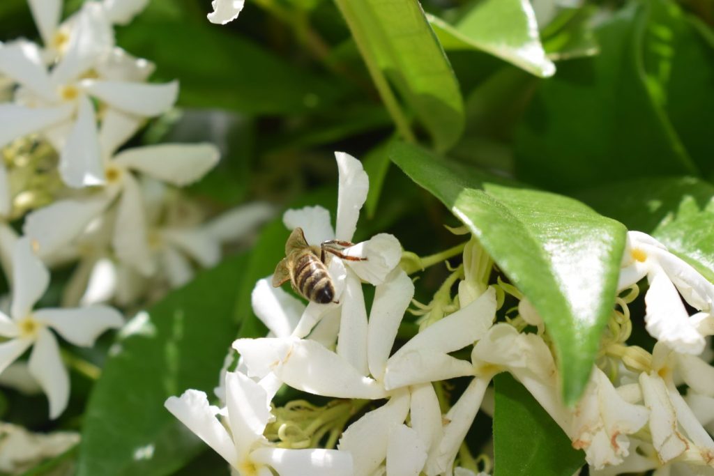 Bee on a white star jasmine flower