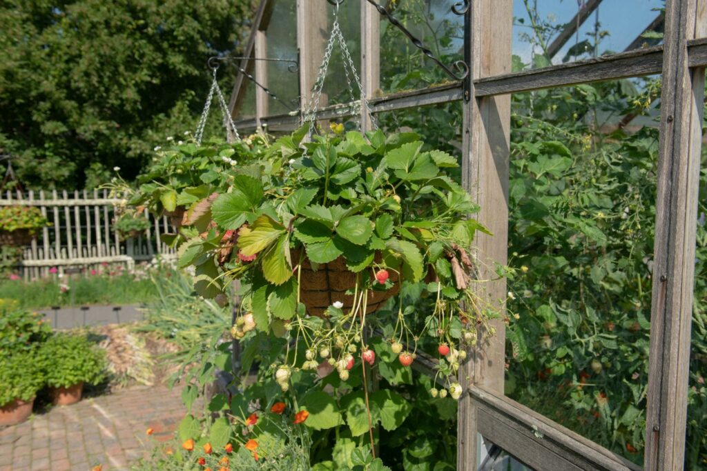 strawberries in hanging baskets
