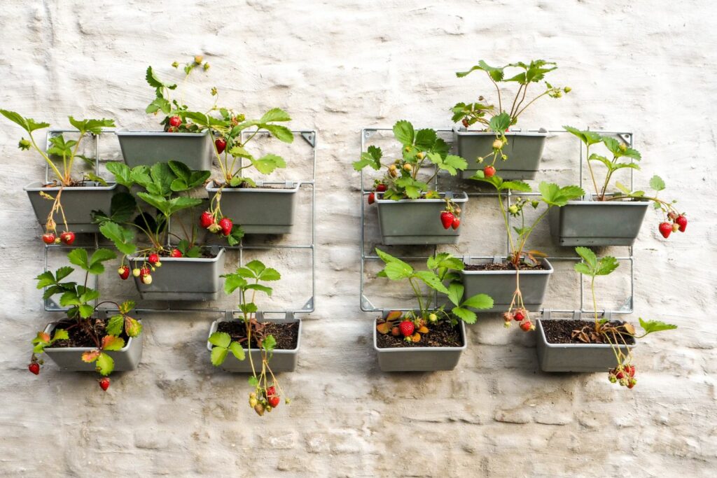 strawberries in window boxes on a wall