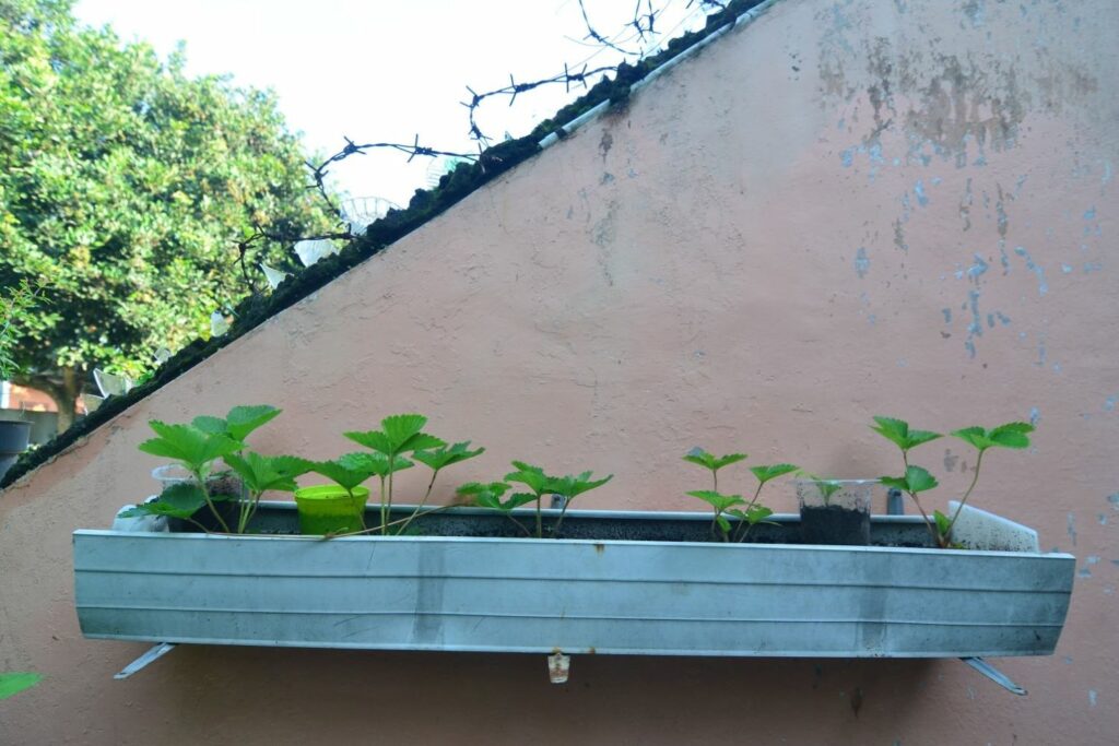 Strawberries in gutters on walls