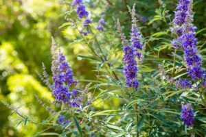 Vitex (chaste tree)