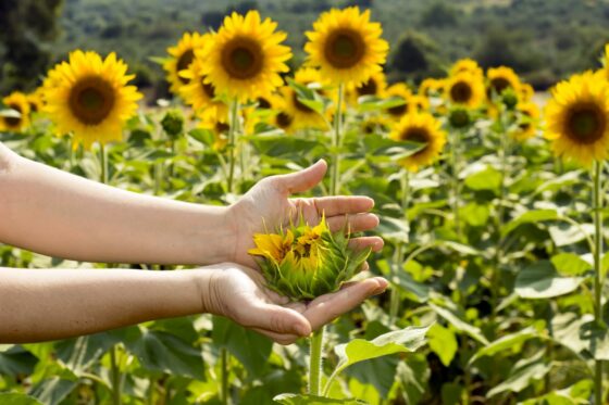 Sunflowers: everything you need to know about planting, care & harvesting