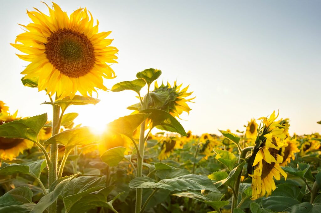 Sunlight shining through sunflowers