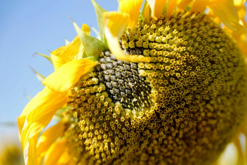 Close up of sunflower seeds on the flower head