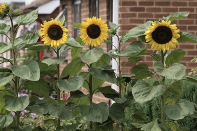 Planting sunflowers: instructions for growing in pots, the flowerbed & on the balcony