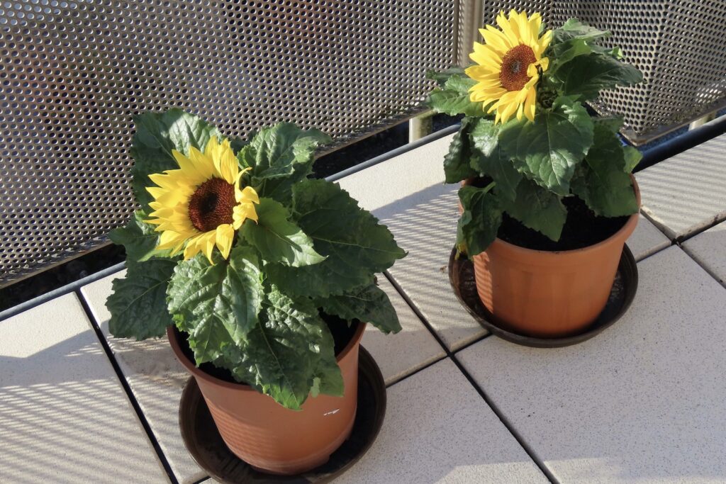 Two sunflowers in pots