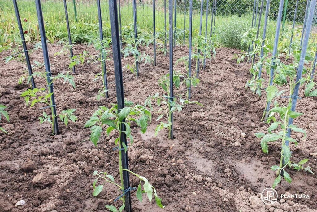 metal stake supporting tomato plant