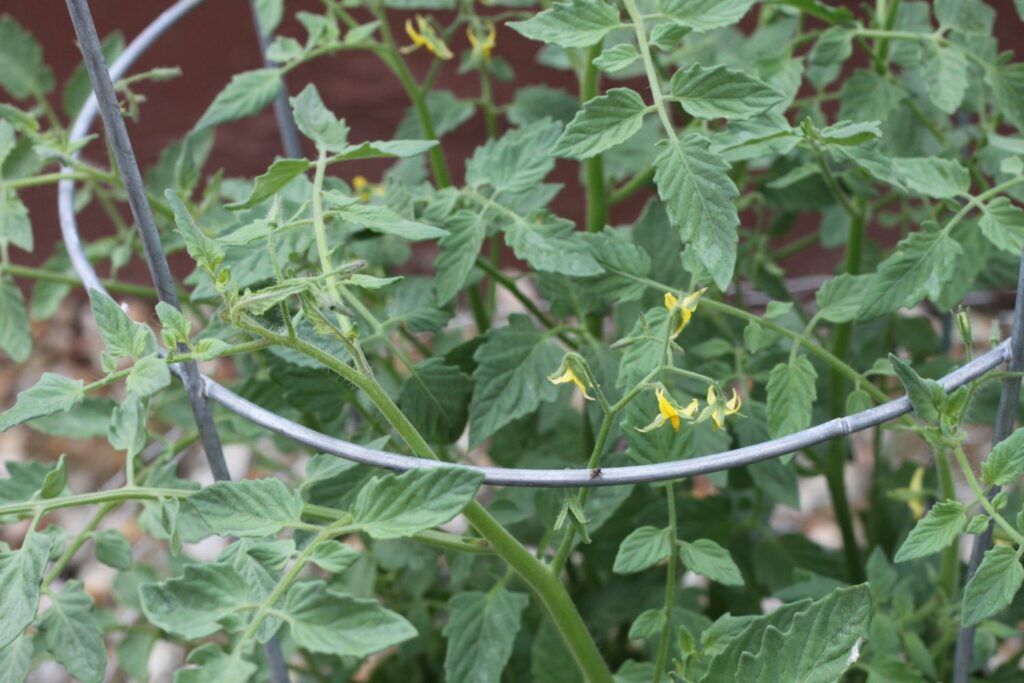 tomato plant in tomato cages