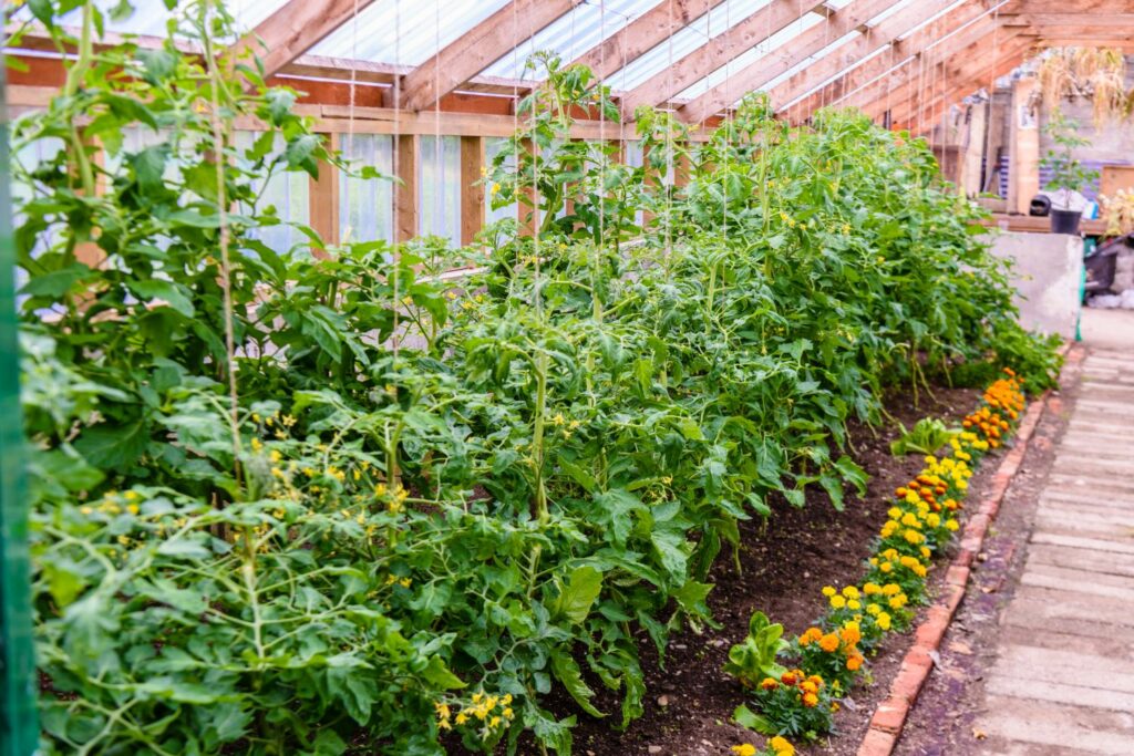 Many tomato plants in greenhouse