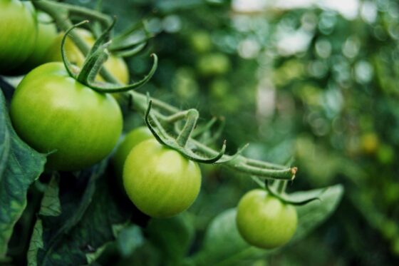 Tomatoes not ripening: what to do?