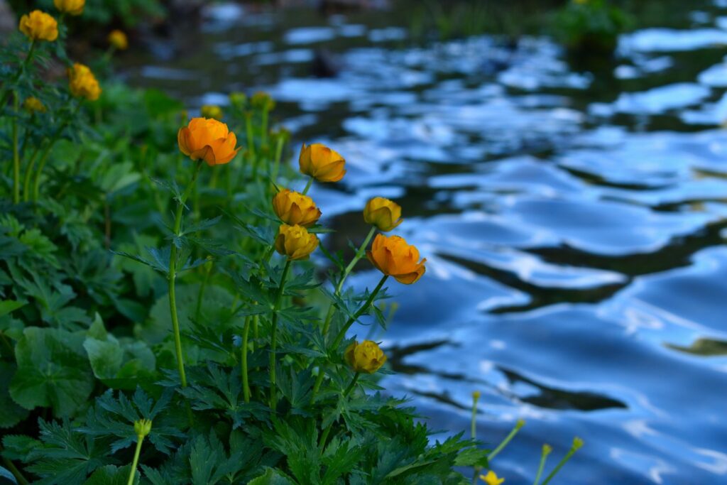 globe flowers growing by water