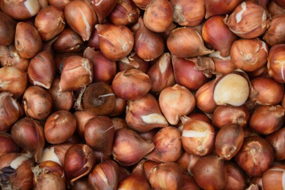 Storing & overwintering tulip bulbs