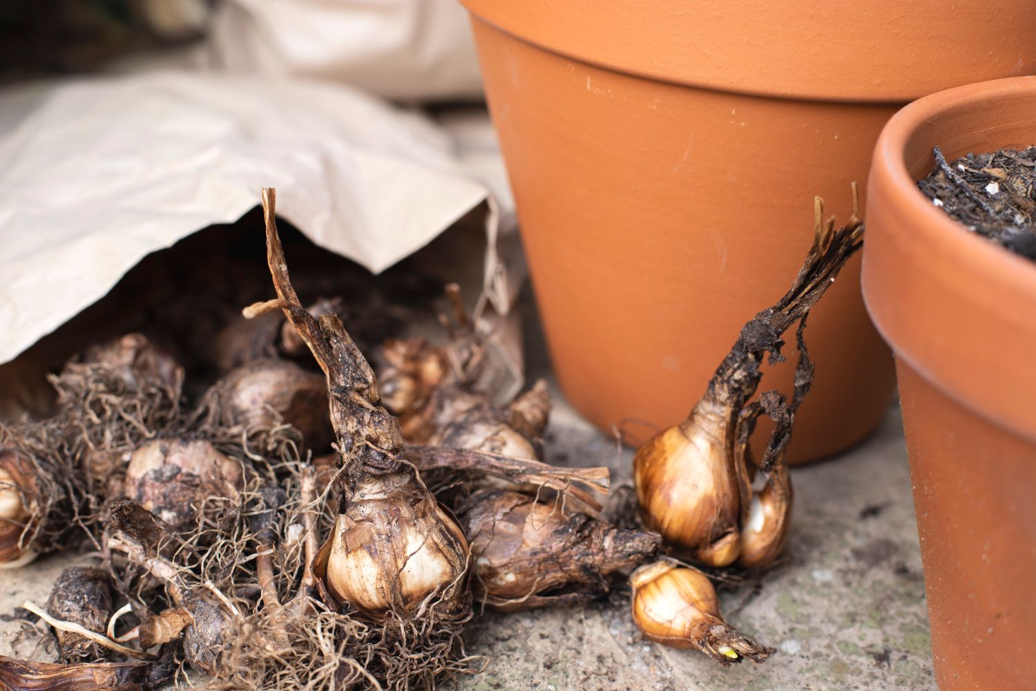 Storing tulip bulbs tips & tricks Plantura