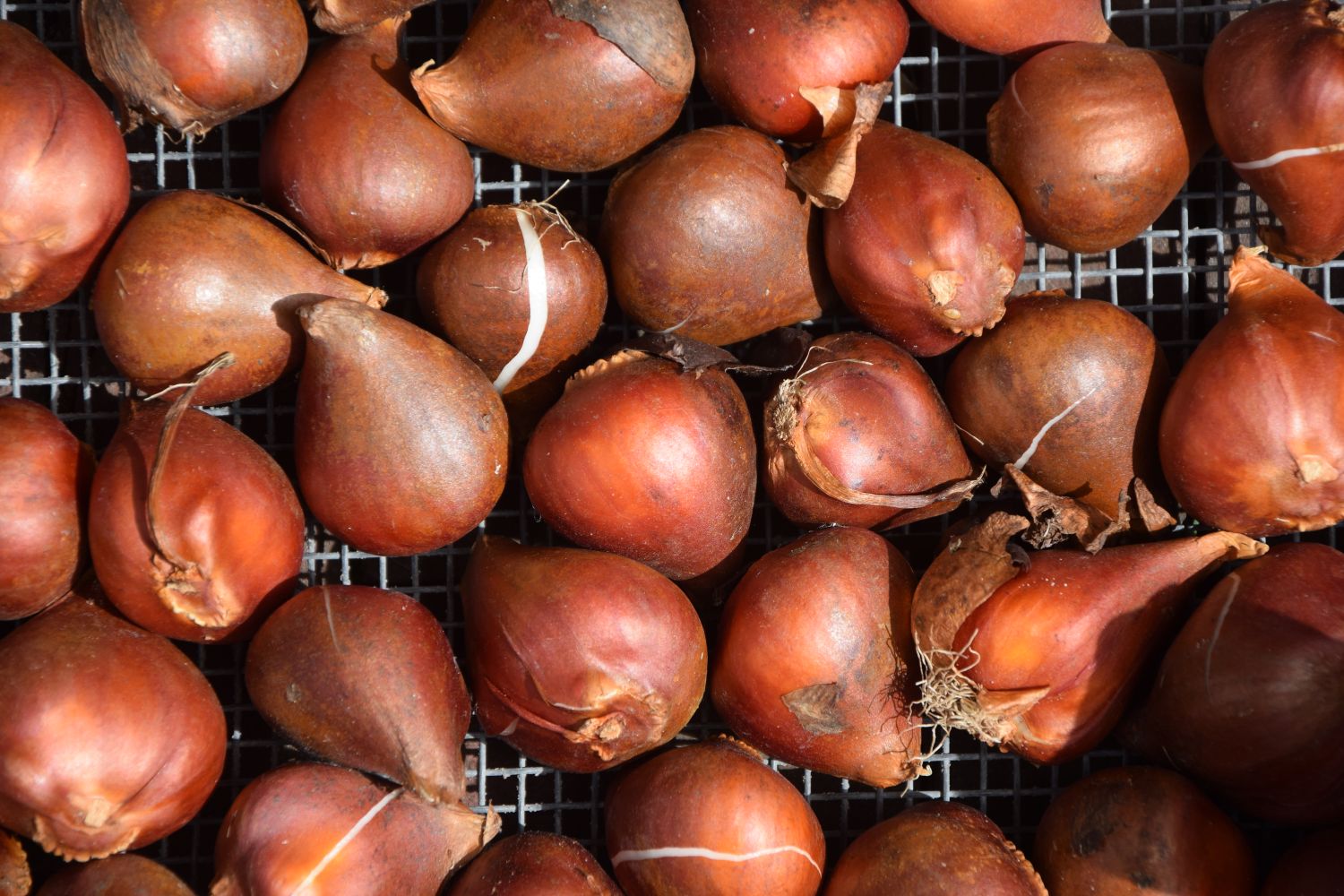 Storing tulip bulbs tips & tricks Plantura