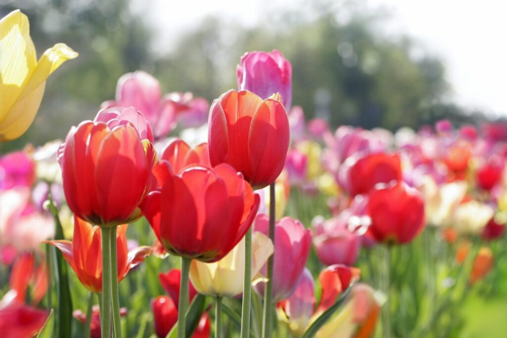 many tulips in full bloom