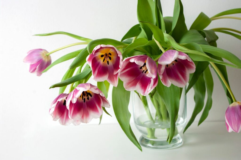 tulips drooping in vase