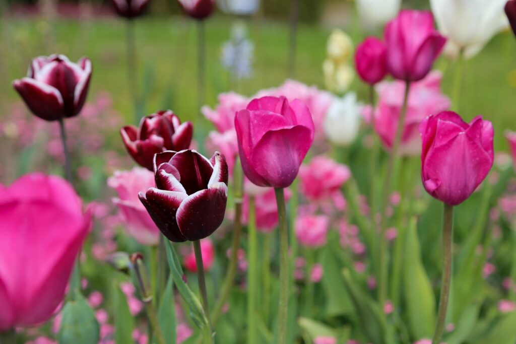 different shades of pink tulips