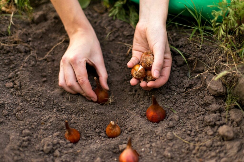 person planting tulip bulbs