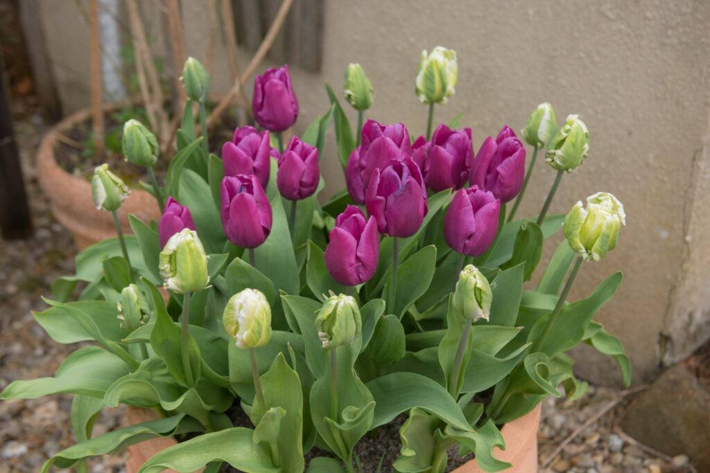 purple prince tulips in bloom
