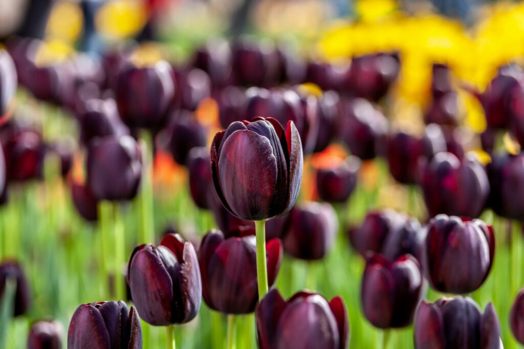dark purple tulips