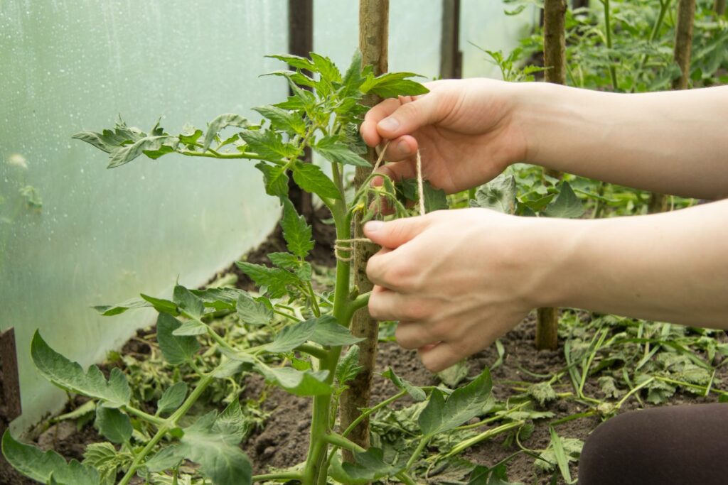tying tomato plants to stakes