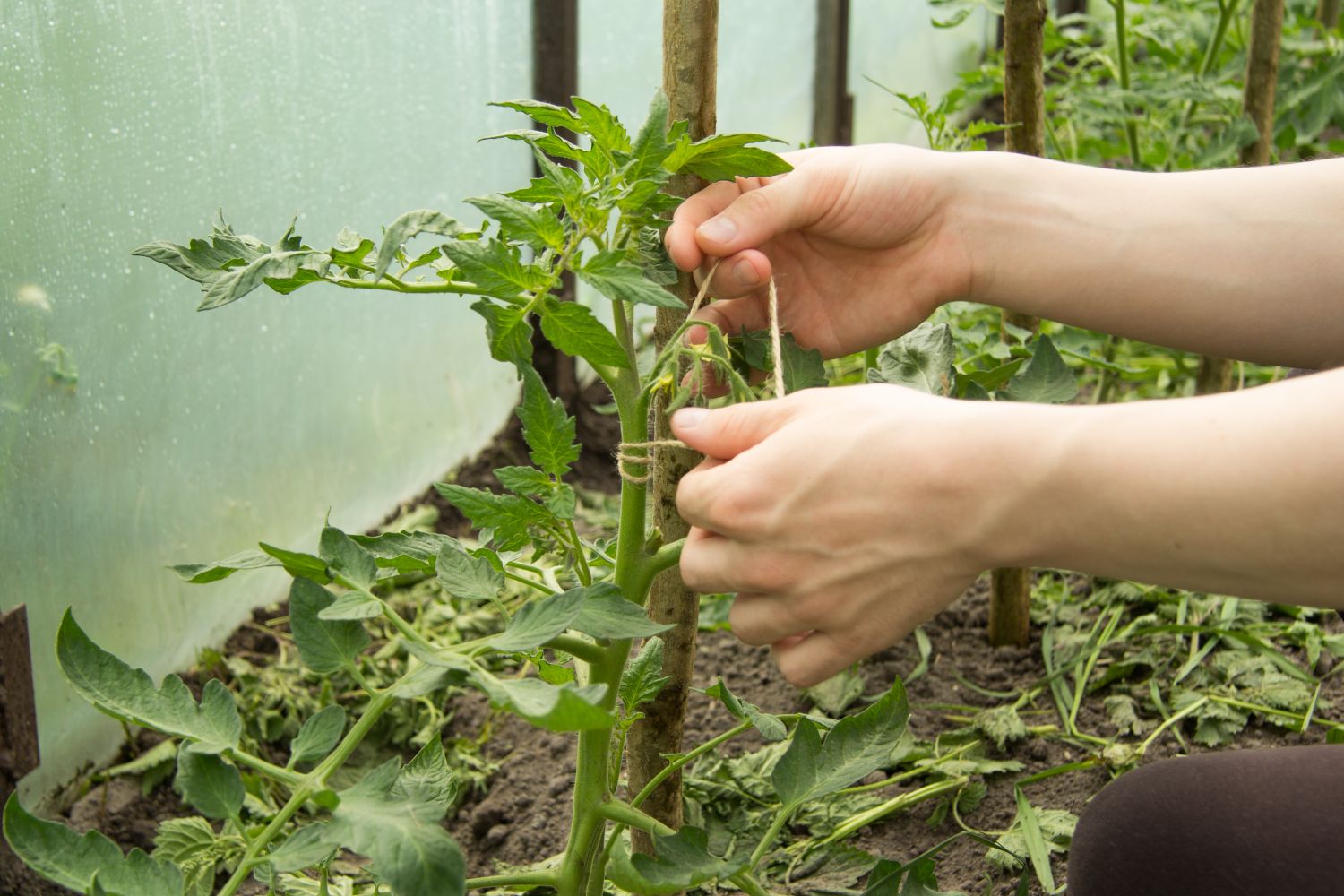 Supporting tomato plants: when, why & how - Plantura