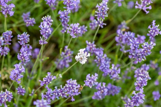 Types of lavender: the best varieties for your garden